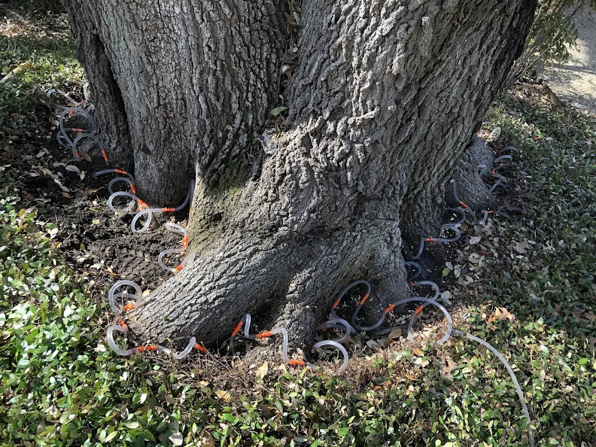 Detailed Tree Cabling and Bracing job site in Sharon Springs