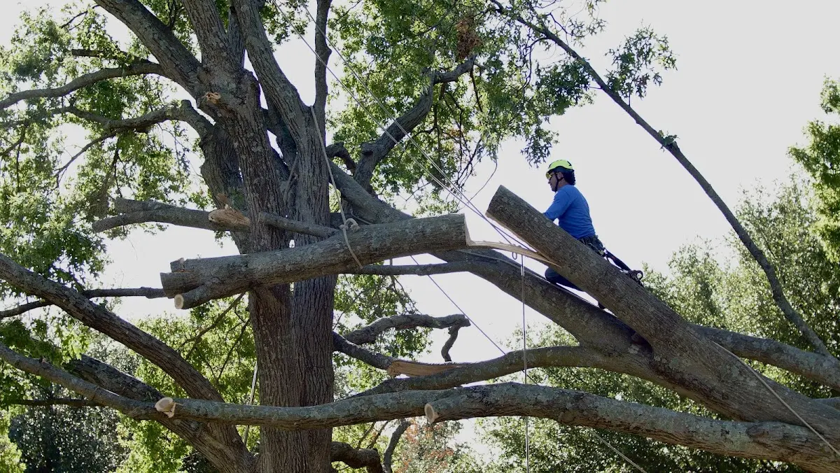 Professional Hazardous Tree Removal performed by certified arborists in Sharon Springs